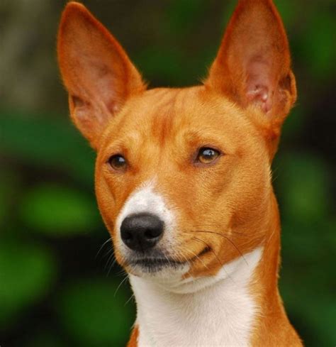 Breed Review Basenji 22 Pics Page 3 Of 8 Pettime