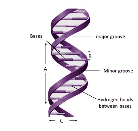 List 99 Pictures What Scientists Worked Out The Double Helical