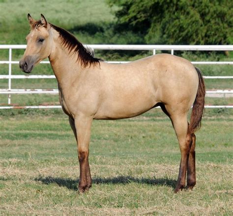 Quarter horse dal mantello colore isabella. Pretty buckskin/dun quarter horse | My Future Horse ...