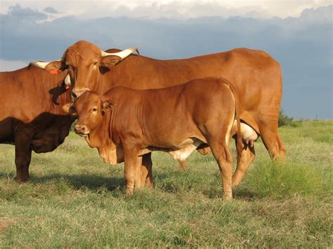 Africander Cattle Livestockpedia