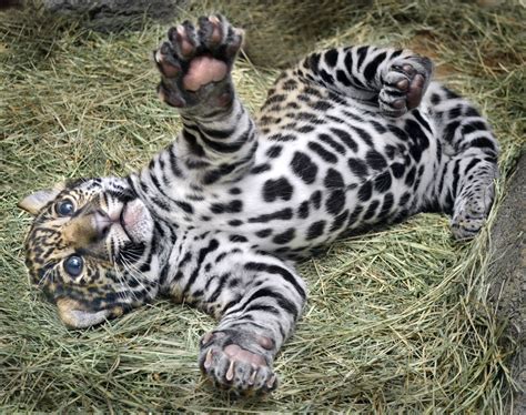 Paws And Play Maderas A Jaguar Cub Takes A Roll In The