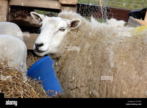 Welsh Lleyn Sheep Stock Photo Alamy