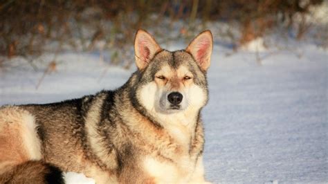 Do All Dogs Come From Wolves Evolution And Domestication History Pet