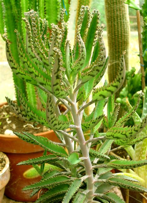 Kalanchoedaigremontiana Plant Lore