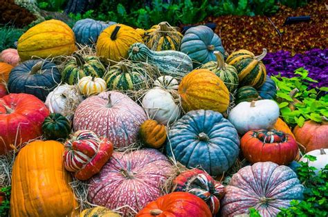 Choose Store And Decorate Pumpkins And Gourds Nebraska Extension In
