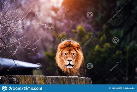 Beautiful Mighty Lion Stock Image Image Of Head Mammal 148352257