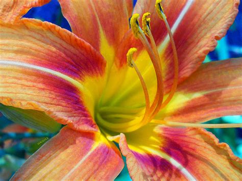Flower Closeup 140 William Kaluta Photography Photograph