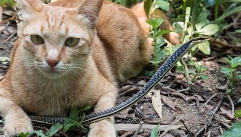 Can Cats Kill Snakes And Can Snakes Kill Cats