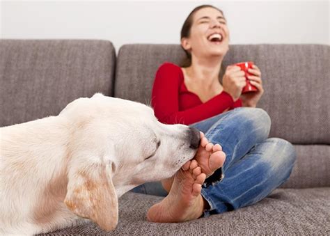 Why Does My Dog Lick My Feet — American Kennel Club