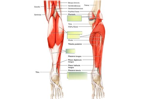 Skeletal Muscle Lower Limb Diagram Quizlet