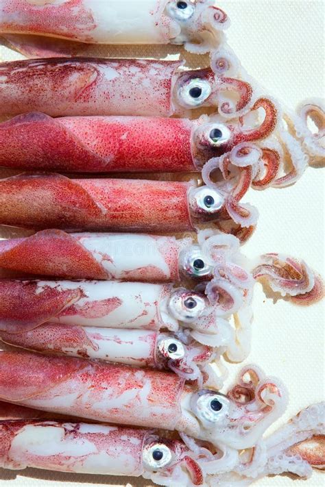 Fresh Squid Loligo Vulgaris After Catch And Mahi Mahi Stock Image