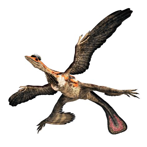 Microraptor Dinosaur For Kids Dk Find Out
