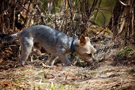 Dog Outdoors Spring Free Photo On Pixabay Pixabay