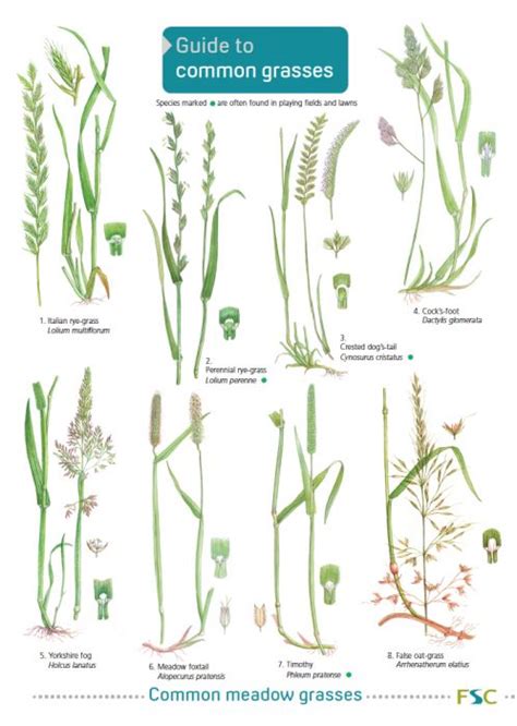 Grasses Id Chart