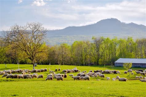 Scenic Spring Rural Landscape With Sheep Pasturage On Foreground In