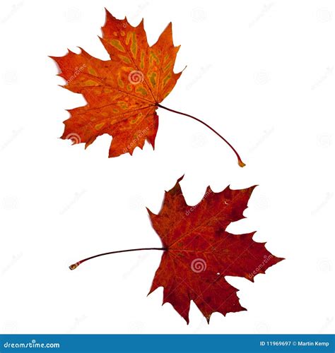 Two Autumn Leaves Stock Image Image Of Leaves Cones 11969697