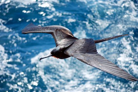 Nonstop Flight How The Frigatebird Can Soar For Weeks Without Stopping