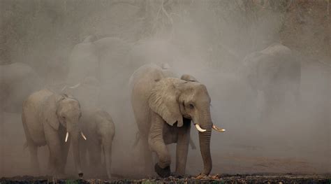 Ghost Elephants Beverly Joubert Fine Art Photography