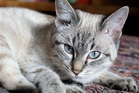 Signs And Symptoms Of Liver Disease In Cats Canna Pet