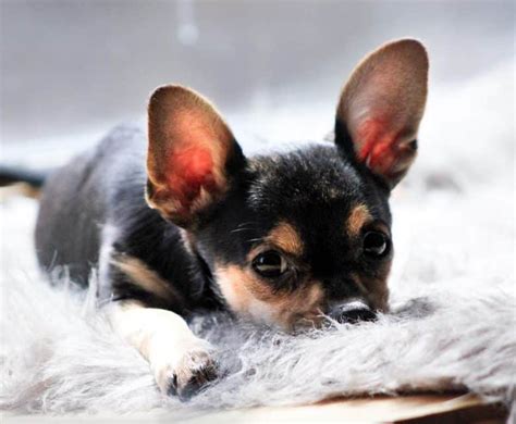 Show Me Pictures Of A Teacup Chihuahua Picturemeta
