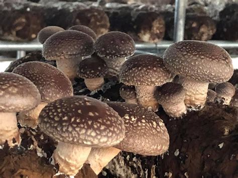 Shitake Mushroom Logs Mushroom Spawns For Sale
