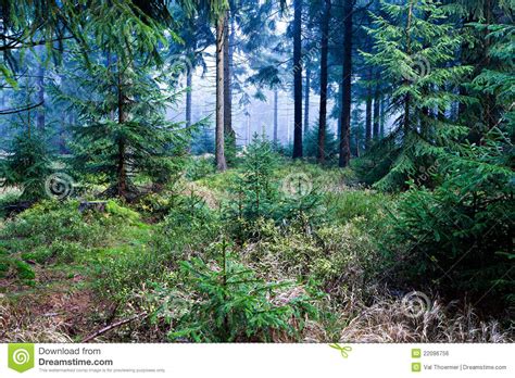 Evergreen Forest Stock Photo Image Of Evergreen Woods 22096756