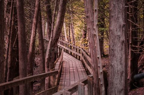 Winding Forest Wooden Path Walkway Through Wetlands Ontario Canada
