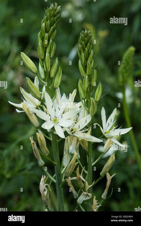 White Camassia Leichtlinii Alba Or Great Camas Herbaceous Perennial