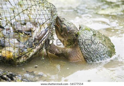 Common Snapping Turtle Attempts Bite Through Stock Photo 16577554