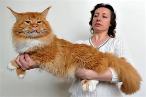 Were maine coon cats bred for a reason? Maine Coon Cat Personality, Characteristics and Pictures ...