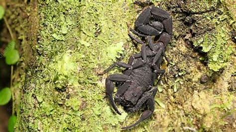 Scorpion On Tree Trunk Stock Video Clip K0026134 Science Photo