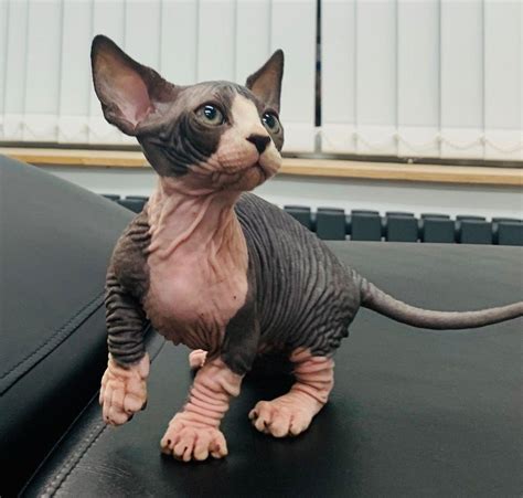 Sphynx Three Beautiful Sphinx Babies Ready Cats For Sale Price