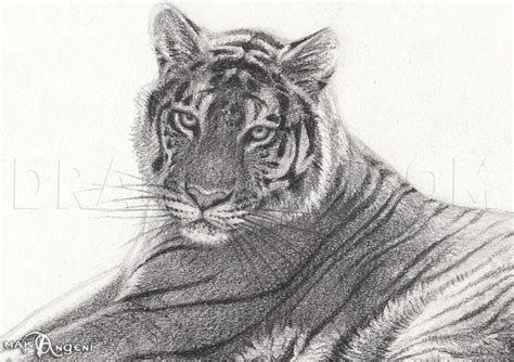 Indian Bengal Tiger Pencil Drawing Print Artwork Signed By