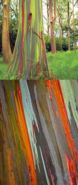 Eucalyptus Deglupta Rainbow Eucalyptus Hails From The Rainforests Of