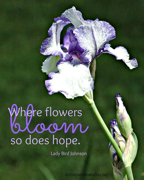 Bloom Inspirational Quotes Quotesgram
