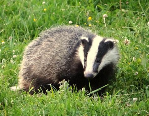 Pin On Badgers