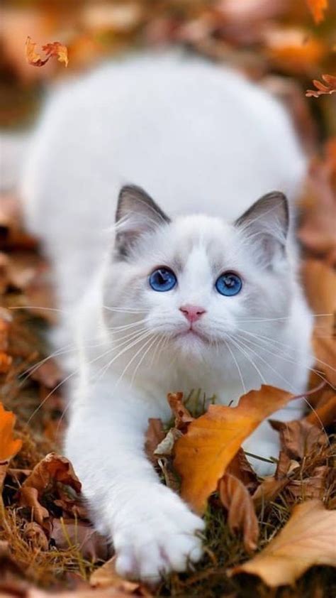 Cute Overload Top 5 Most Friendliest Cat Breeds