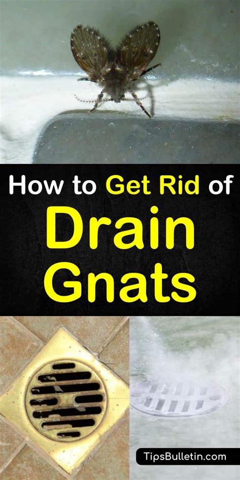 Sounds like yours are good drains though. How to Get Rid of Drain Gnats