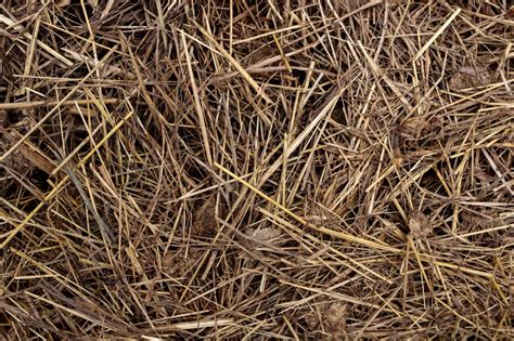 Dry Straw Or Hay Texture Photo 6286 Motosha Free Stock Photos