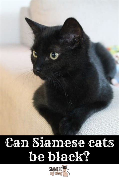 Black Siamese Cat Is There Such A Breed Siameseofday In 2020