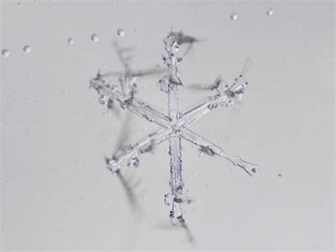 Real Snowflake Stock Image Image Of Weather Shiny 264824765