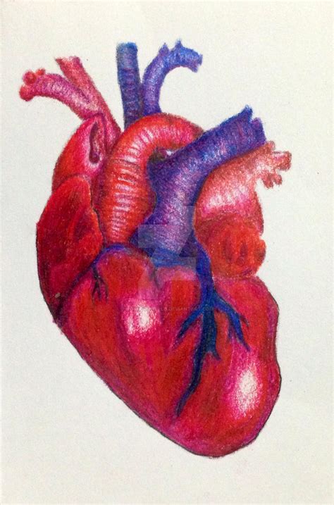 Realistic Heart Colored By Wolfgirlhello On Deviantart