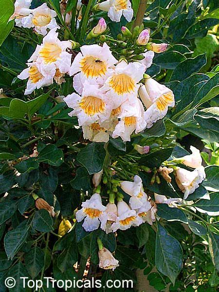 Rare Fragrant Flowers Thuem Garden Plant