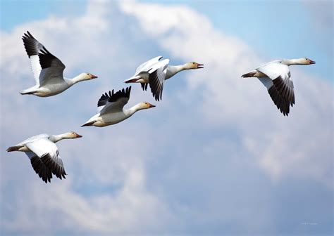 Snow Geese Migration Part 1 Neihtn