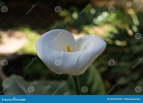 Zantedeschia Aethiopica Calla Lily Or Arum Lily Stock Photo Image