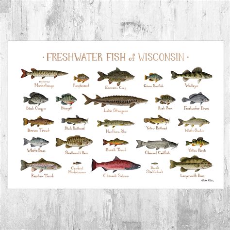 Wisconsin Freshwater Fish Field Guide Art Print Kate Dolamore Art