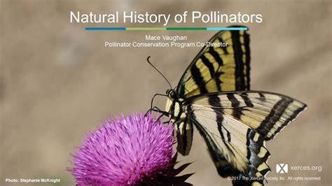 Xerces Classroom The Natural History Of North American Pollinators