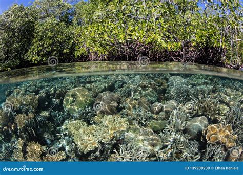 Coral Reef Fringing Mangrove Forest En Raja Ampat Imagen De Archivo