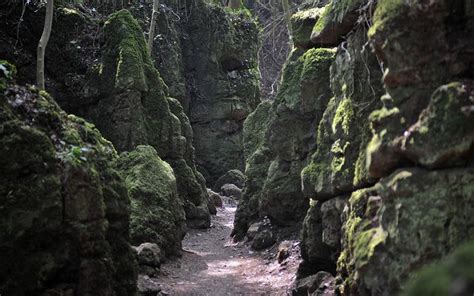 Puzzlewood Tolkiens Inspiration For Middle Earth Forests In
