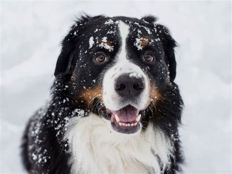 13 Of The Calmest Large Dog Breeds My Pets Routine